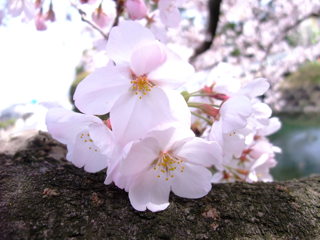 和桜