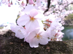 和桜