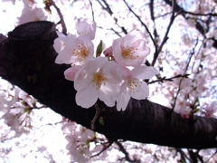 桜唄