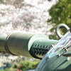 桜を眺める引退後の生活