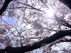 陽桜