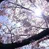 陽桜