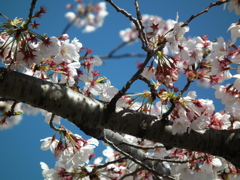 桜満開