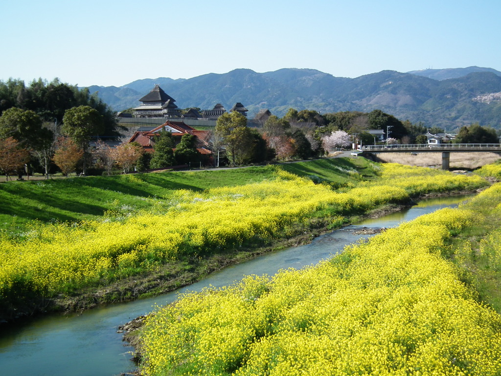 菜の花畑