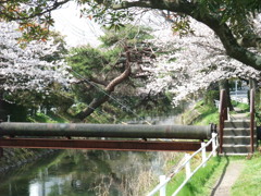 桜ノ道