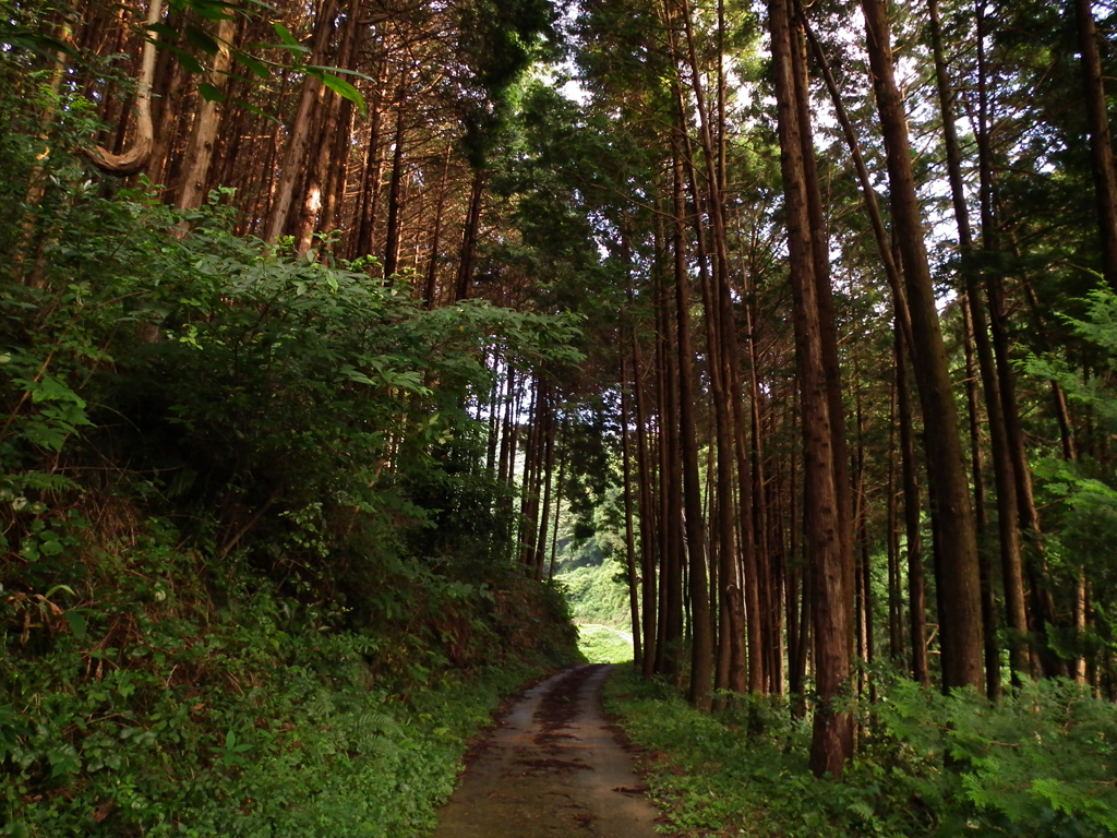 森の通り道