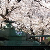 同期の桜