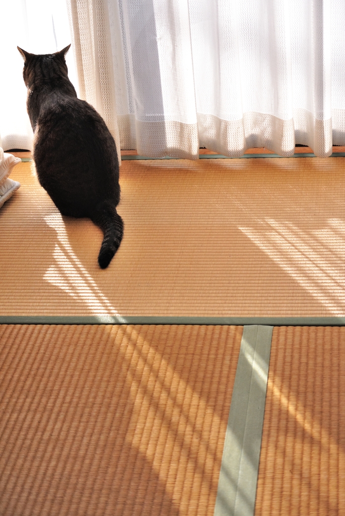 New year's cat