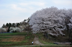 里山の春