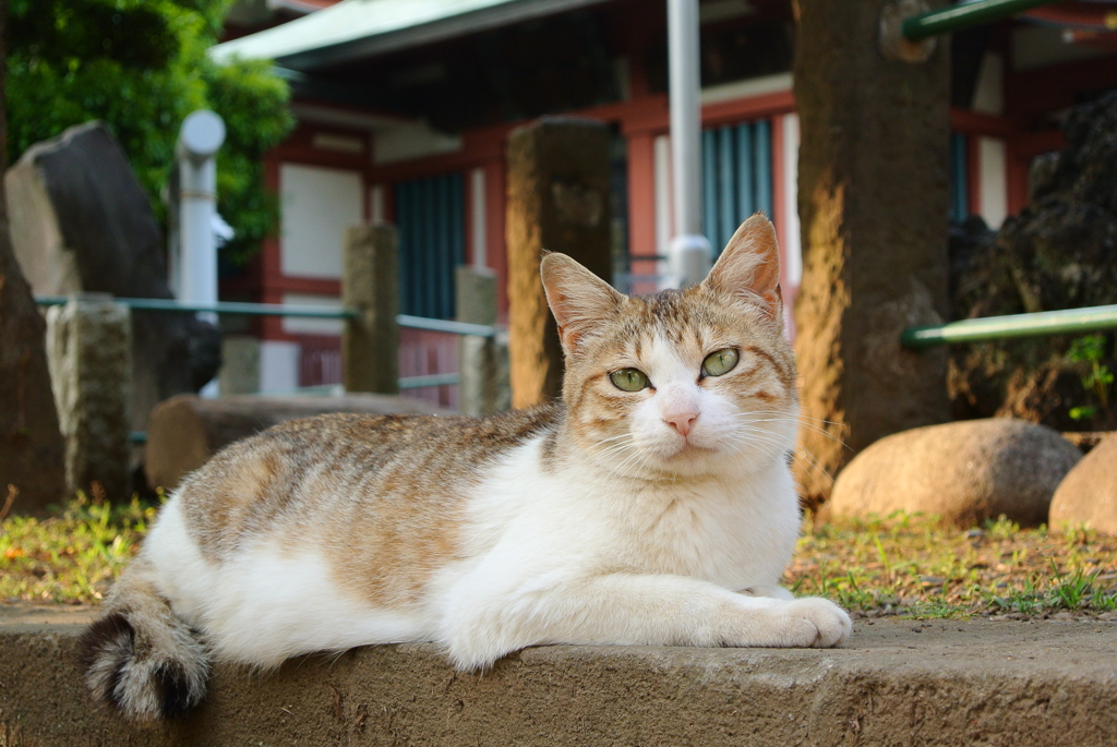 美猫さん