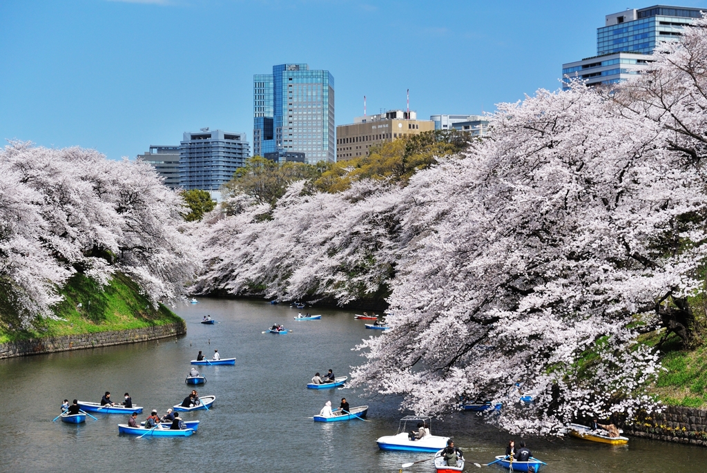 千鳥ヶ淵の桜2013　（１６）