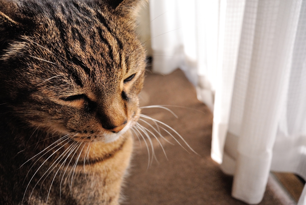 New year's cat 4