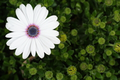 White in Green