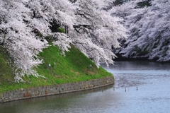 千鳥ヶ淵の桜2013　（１）