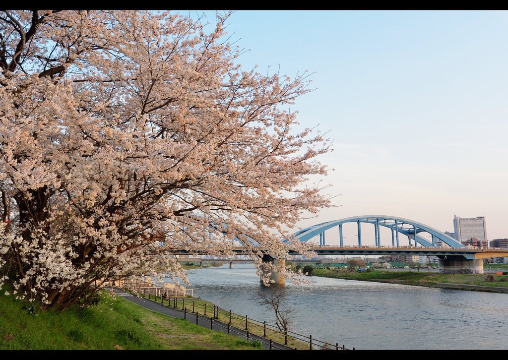 Tokyo桜便り　３