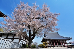 池上本門寺ノ桜　青空にそびえる