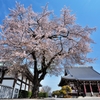 池上本門寺ノ桜　青空にそびえる