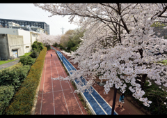 Tokyo桜便り　１