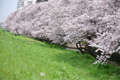 Grass＼Blossom