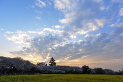 権現堂桜堤2013　夕暮れ