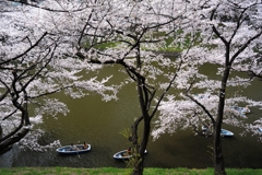 千鳥ヶ淵の桜2013　（９）　春満喫