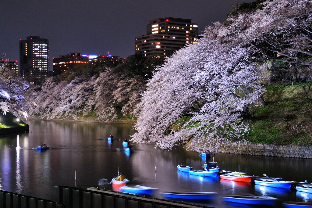 千鳥ヶ淵の夜桜　１