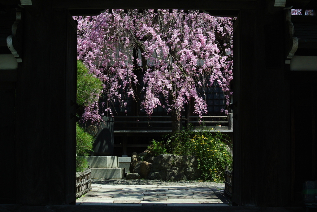枝垂桜、山門に浮かぶ