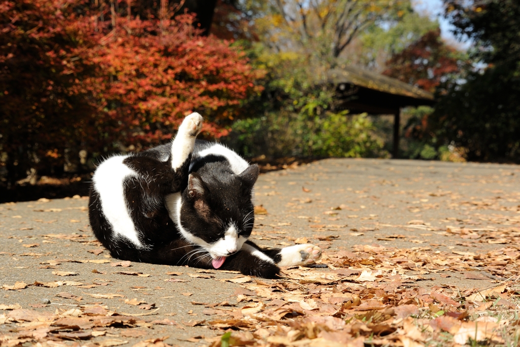 こんにちわー