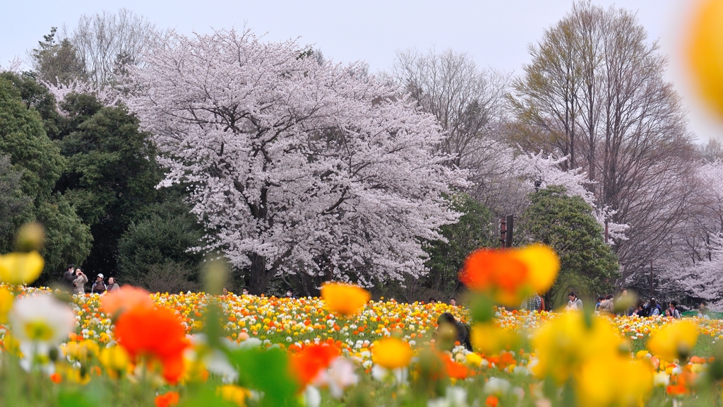 Flower land