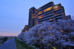 多摩川土手の夕暮れ