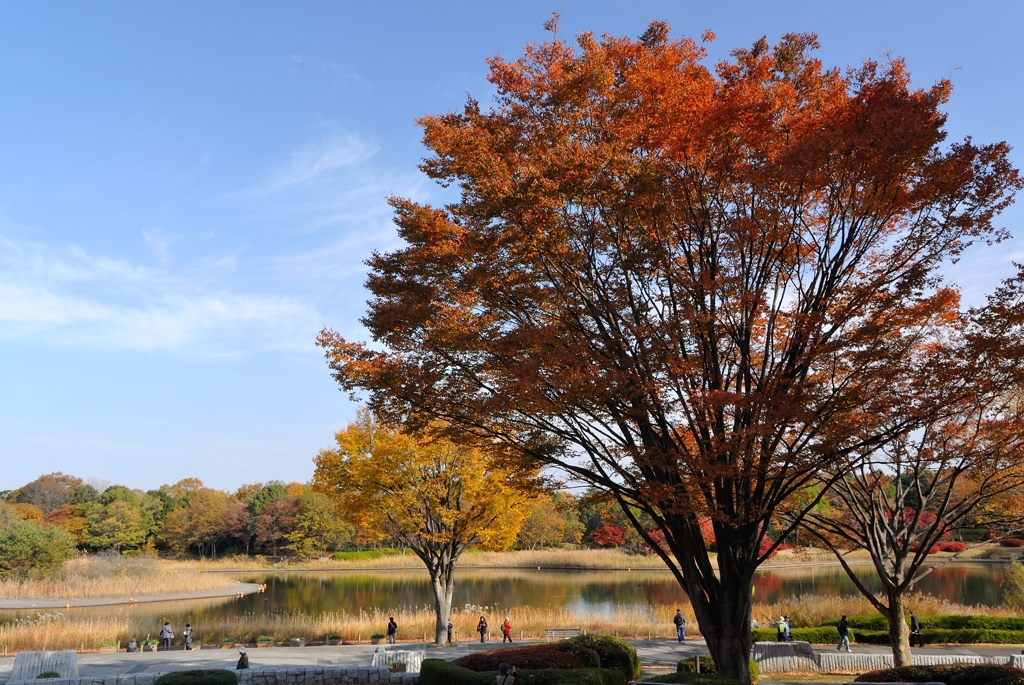 昭和記念公園・秋