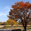 昭和記念公園・秋