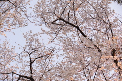 夕日に染まる