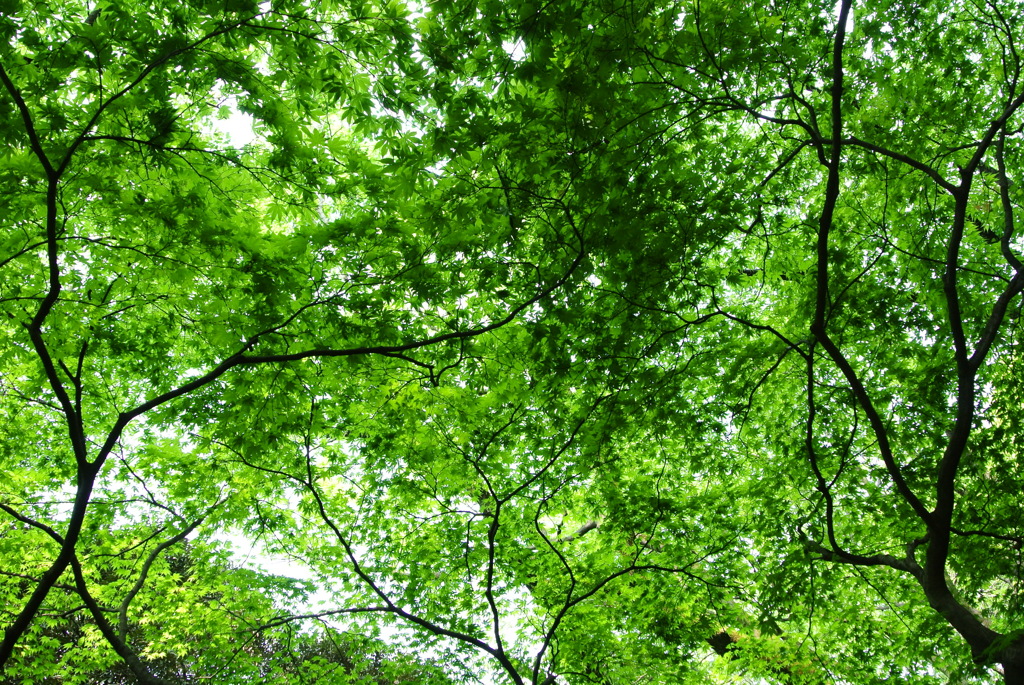 枝葉の幾何学