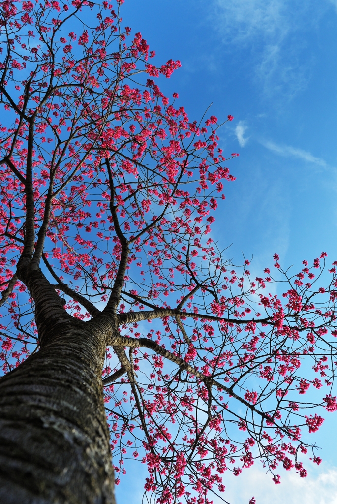 東御苑の花風景