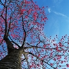 東御苑の花風景