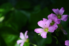 緑に映える花