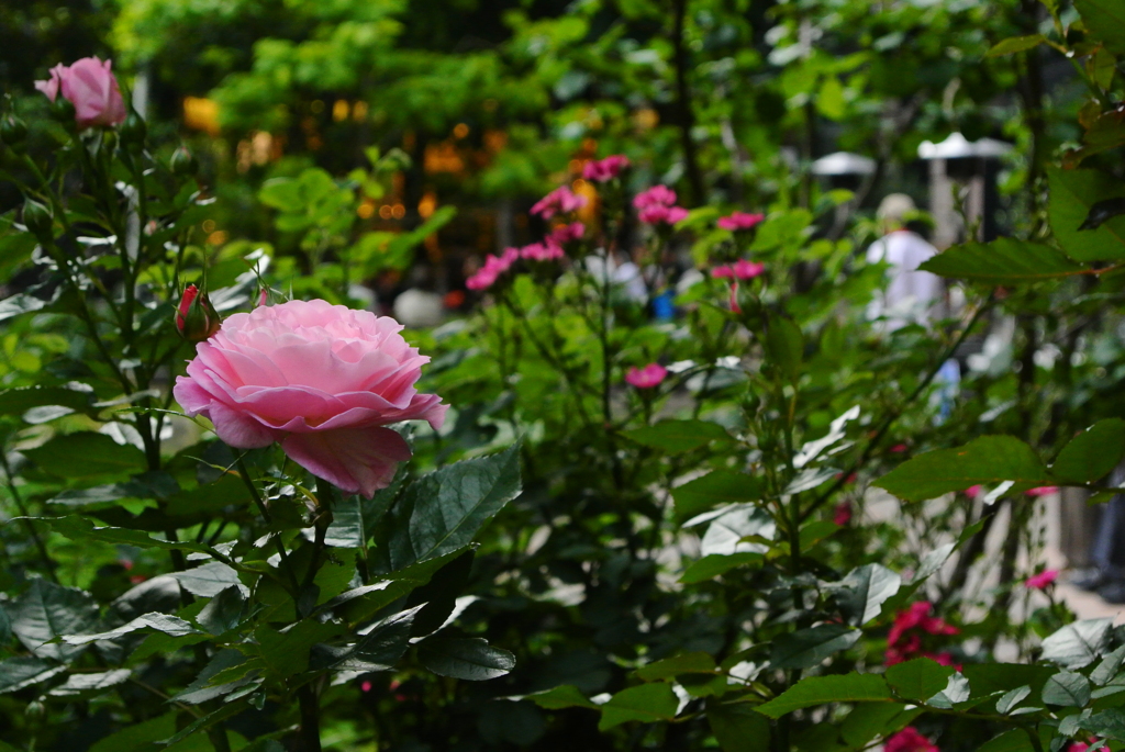 Pink rose