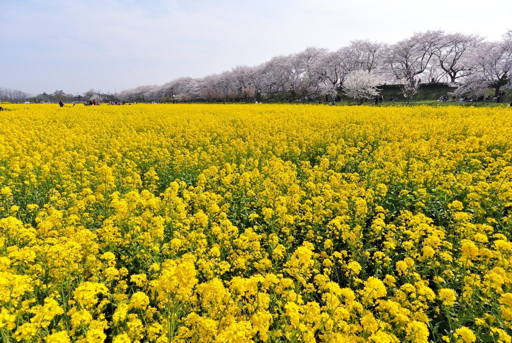 権現堂桜堤2013　花・花