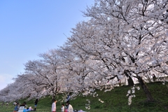 権現堂桜堤2013　和み