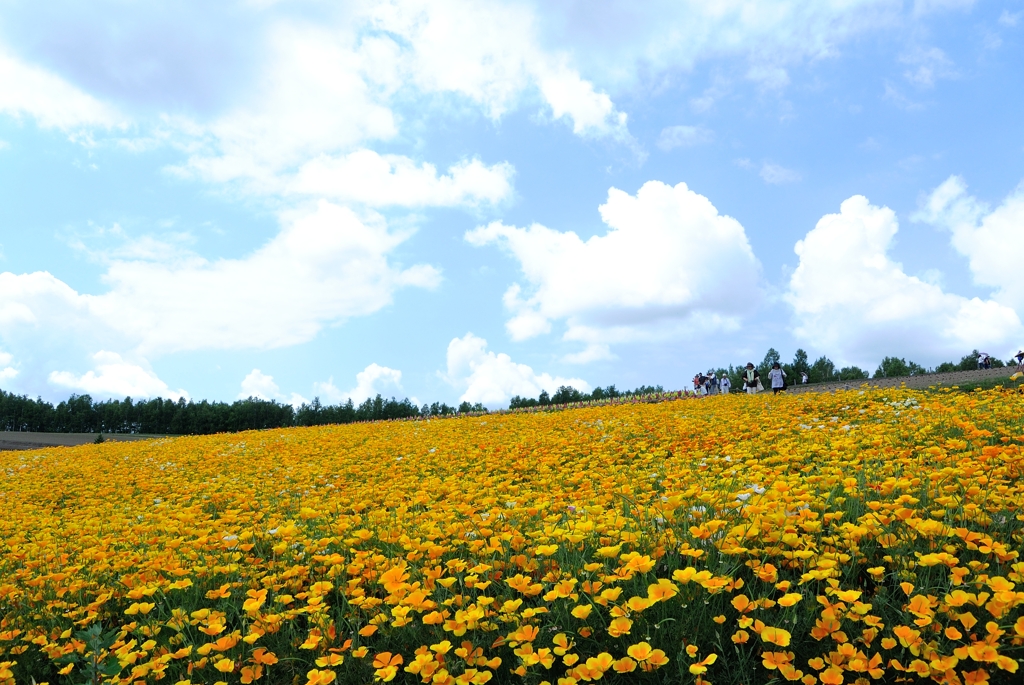 花菱草の咲く丘で