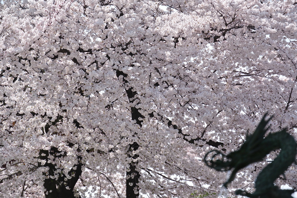お花見ですか？
