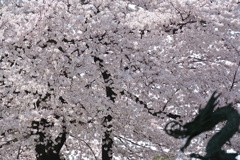 お花見ですか？