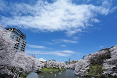 千鳥ヶ淵の桜2013　（６）