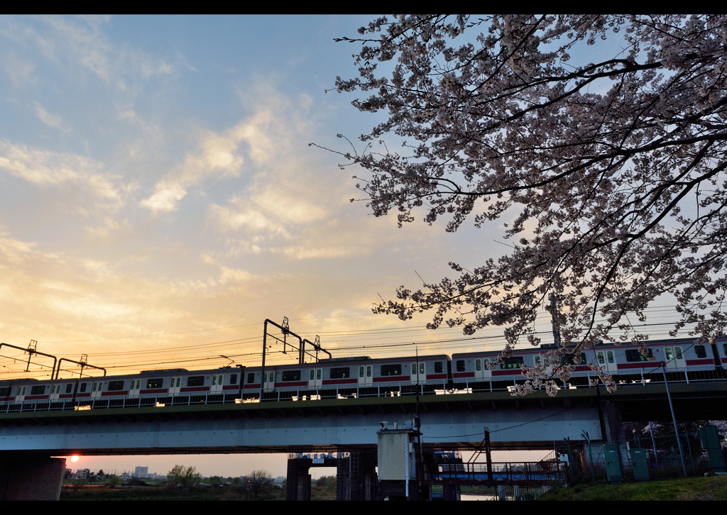 Tokyo桜便り　４