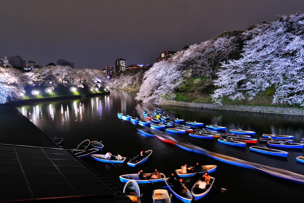 千鳥ヶ淵の夜桜　３