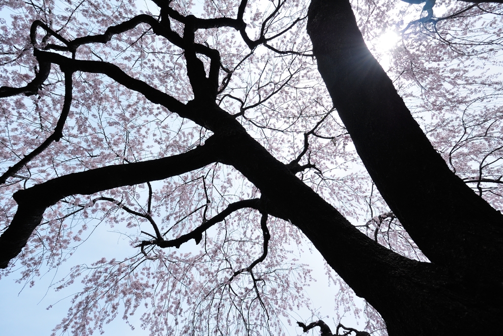 千鳥ヶ淵の桜2013　（１５）　しだれ桜