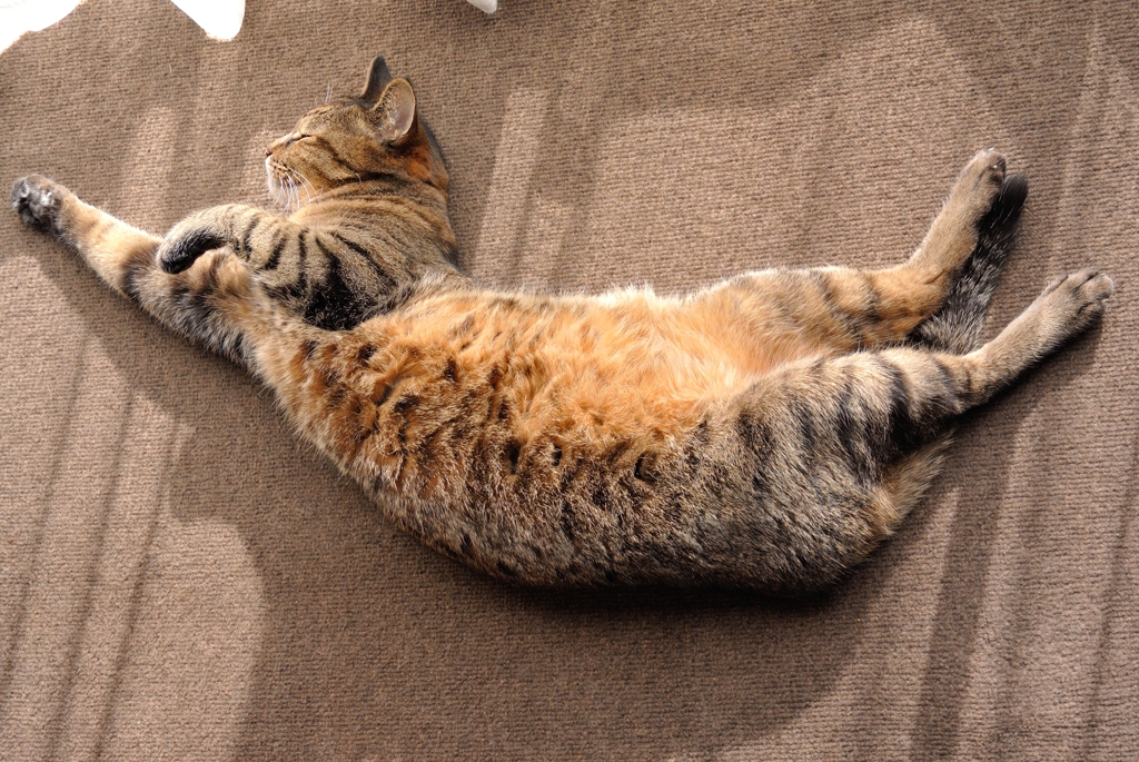 New year's cat　2