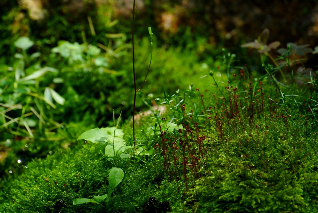 苔の世界