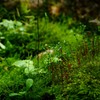 苔の世界